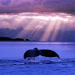 Meet your Posher, Piper